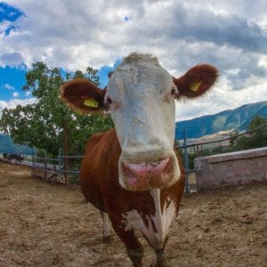 mucca agriturismo latanadeilupi